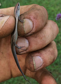 Ground Skink